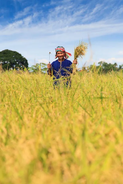 Agriculteur asiatique travaillant dans la rizière — Photo