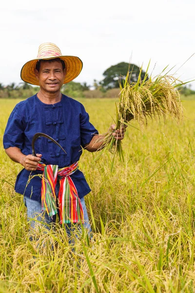 Ασιάτης αγρότης που εργάζεται στον τομέα του ρυζιού — Φωτογραφία Αρχείου