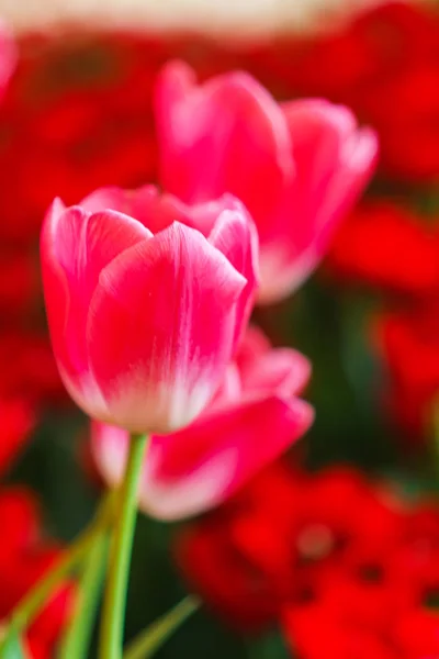 Bei tulipani rossi, sfondo fiore — Foto Stock