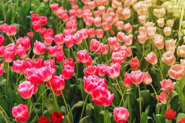 Hermosos tulipanes rojos, Fondo de flores —  Fotos de Stock