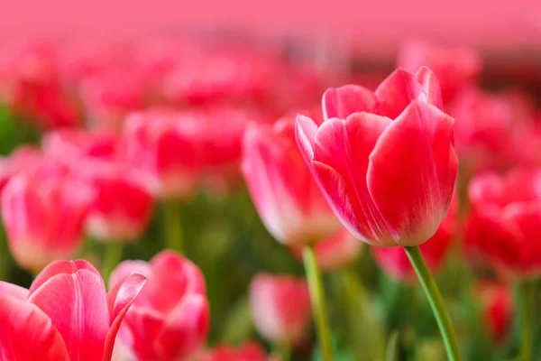 Tulipas vermelhas bonitas, fundo da flor — Fotografia de Stock