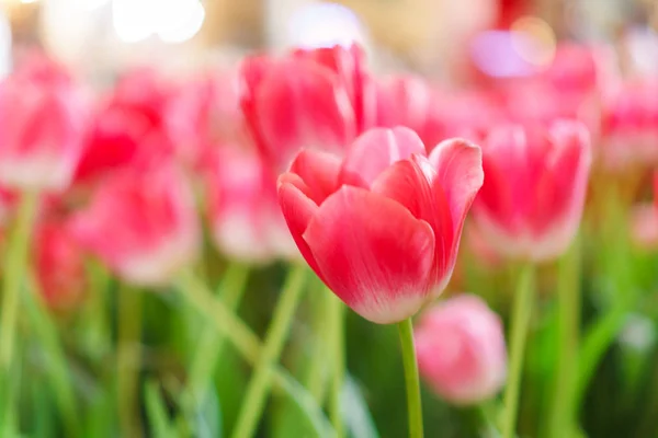 Hermosos tulipanes rojos, Fondo de flores — Foto de Stock