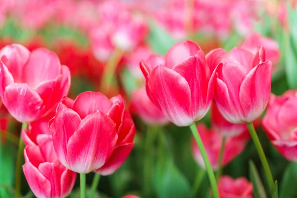 Vackra röda tulpaner, blomma bakgrund — Stockfoto