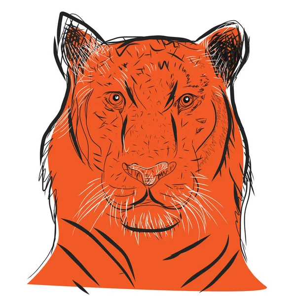 Hand getrokken van Tiger's gezicht, illustratie vector — Stockfoto