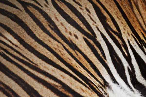 Tigerfell-Hintergrund — Stockfoto