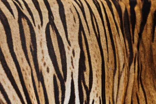 Arka plan Tiger skin — Stok fotoğraf