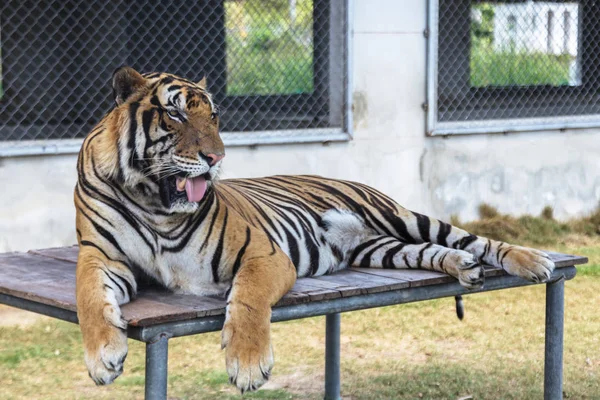 Tijger in de dierentuin — Stockfoto