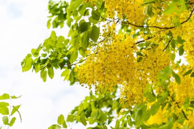 Golden Shower Tree, Sarı çiçekler arka plan