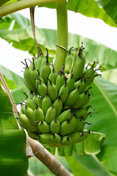 Csomó zöld banán-fa — Stock Fotó