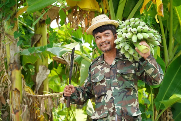 Farmer carrying of green bananas