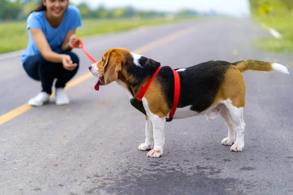 Kız açık havada onun köpeği ile yolda — Stok fotoğraf