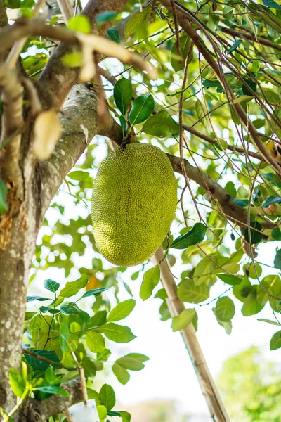 Jackfrukter på träd — Stockfoto