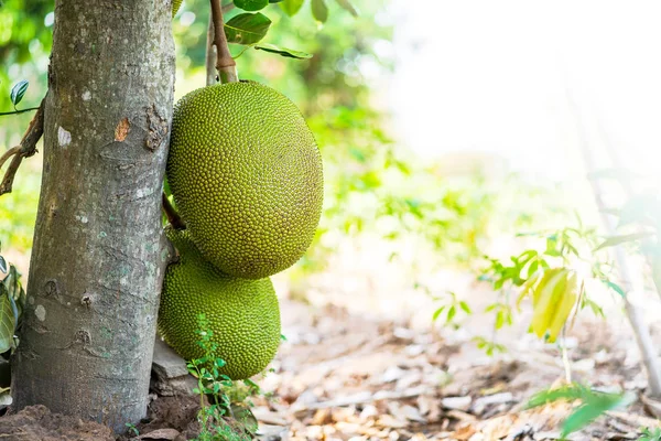 Jackfruit på träd, jackfruits Artocarpus Auktor — Stockfoto