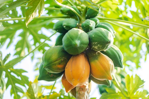 Sárga és zöld papaya a fán — Stock Fotó