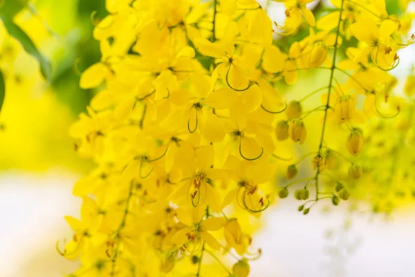 Arbre de douche doré, fond de fleurs jaunes — Photo