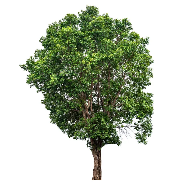 Tree Isolated on white background — Stock Photo, Image