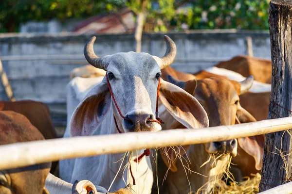 Cows in outdoor farm