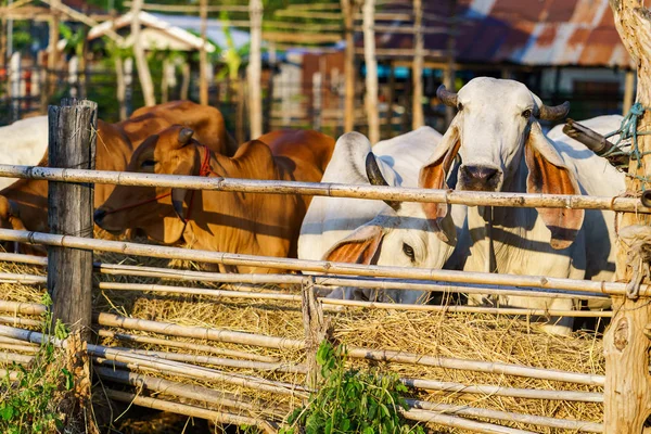 Cows in outdoor farm