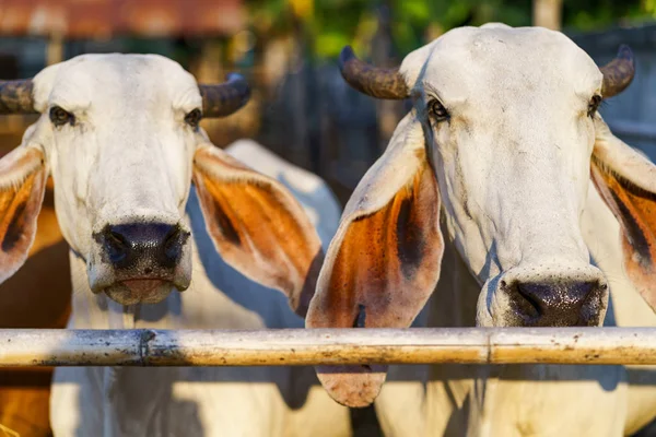 Vacas en granja al aire libre — Foto de Stock