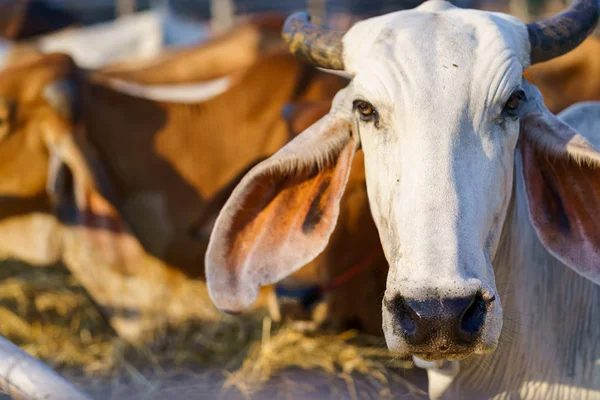 Vacas en granja al aire libre —  Fotos de Stock
