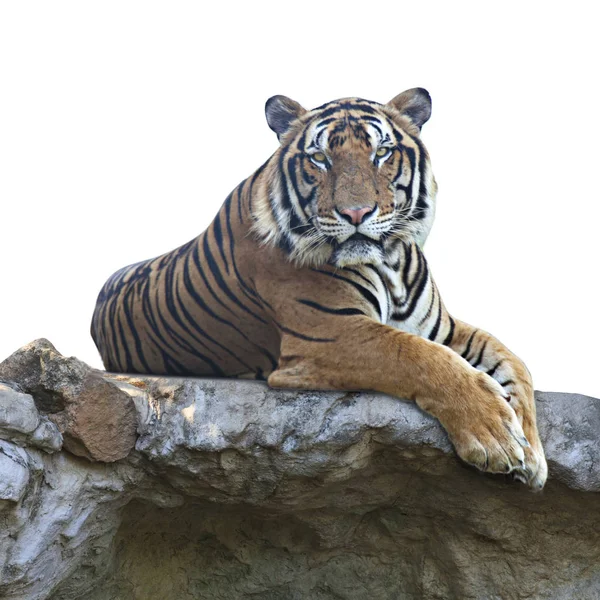 Tijger op witte achtergrond — Stockfoto