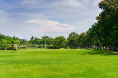 Bir güzel park Bahçe Yeşil ağaç