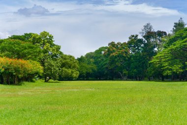 Bir güzel park Bahçe Yeşil ağaç
