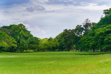Bir güzel park Bahçe Yeşil ağaç
