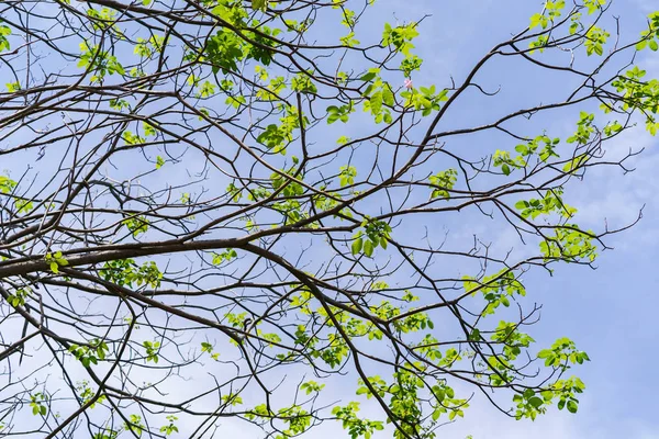木緑背景の枝 — ストック写真