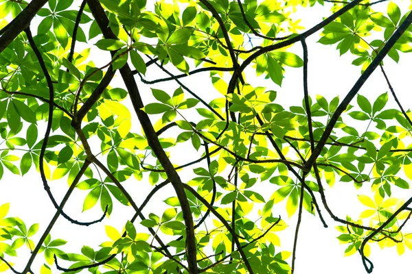 Takken van bomen groene achtergrond — Stockfoto