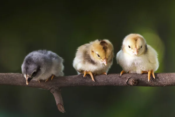 Groupe de poussins mignons sur les branches de l'arbre — Photo