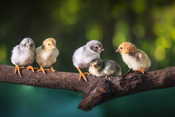 Groupe de poussins mignons sur les branches de l'arbre — Photo