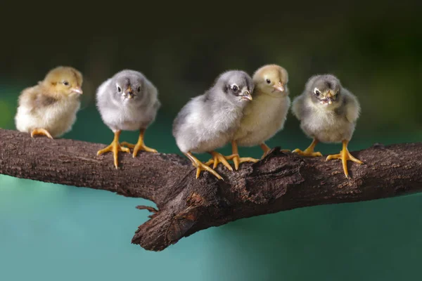 Group of cute chicks on the branches of the tree — Stock Photo, Image