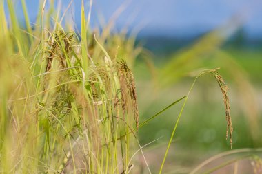 Pirinç tarlası Sabah mavi gökyüzünün altında