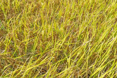 Üst manzara sarı pirinç tarlası arka planı