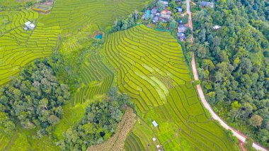 Yeşil teraslı pirinç tarlalarının hava manzarası farklı.