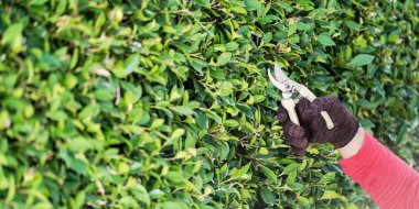 Sabahları evdeki süs ağaçlarının budanması.