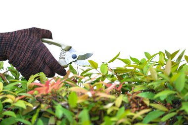 Sabahları evdeki süs ağaçlarının budanması.