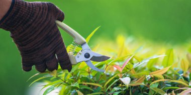 Sabahları evdeki süs ağaçlarının budanması.