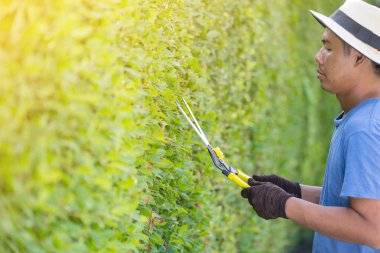 Bahçede çalışan adam evdeki süs ağaçlarını buduyor. 