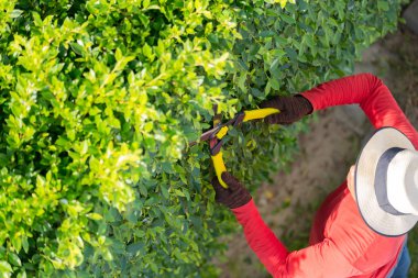 Bahçede çalışan adam evdeki süs ağaçlarını buduyor. 