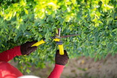 Bahçede çalışan adam evdeki süs ağaçlarını buduyor. 