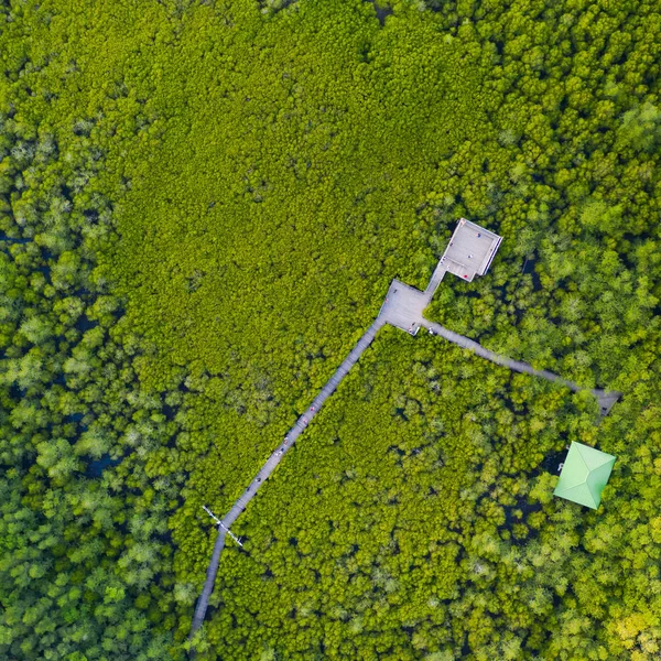 Aerial top view of Mangrove wooden bridge with Mangrove Forest C