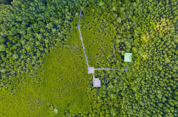 Aerial top view of Mangrove wooden bridge with Mangrove Forest C