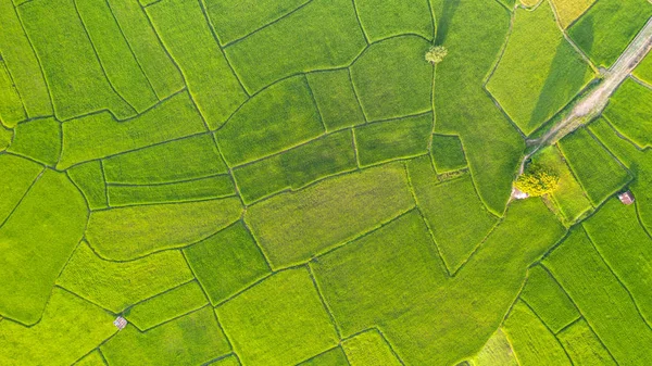 緑と黄色の田んぼの風景の空中ビューが異なる — ストック写真