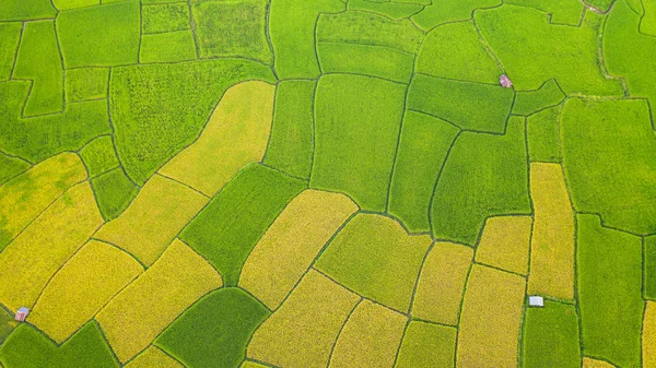 緑と黄色の田んぼの風景の空中ビューが異なる — ストック写真