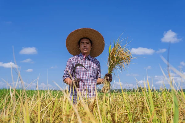 Asian farmer working in the rice field under blue sky — Stock Photo, Image