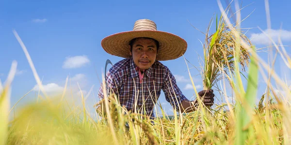 Asian farmer working in the rice field under blue sky — Stock Photo, Image