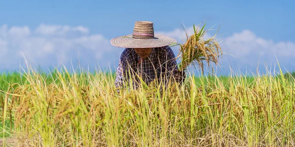 Agricultor asiático que trabaja en el campo de arroz bajo el cielo azul — Foto de Stock