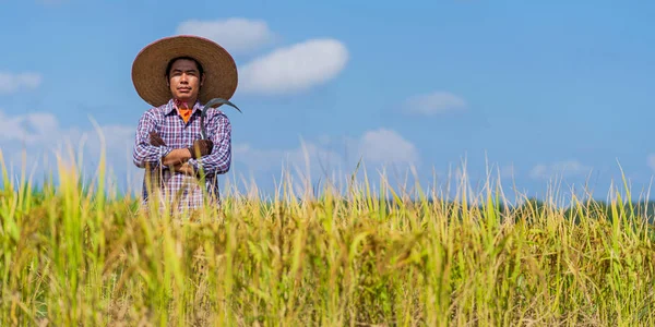 Mavi gökyüzünün altındaki pirinç tarlasında çalışan Asyalı çiftçi. — Stok fotoğraf